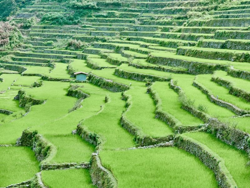 Discover the Beauty of Banaue-Batad Rice Terraces through Trekking in the Philippines