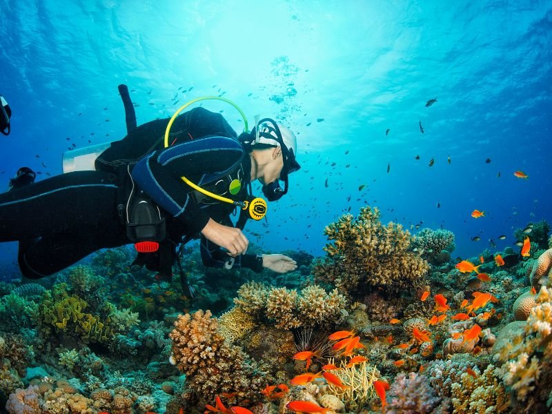 Scuba Diver exploring corals