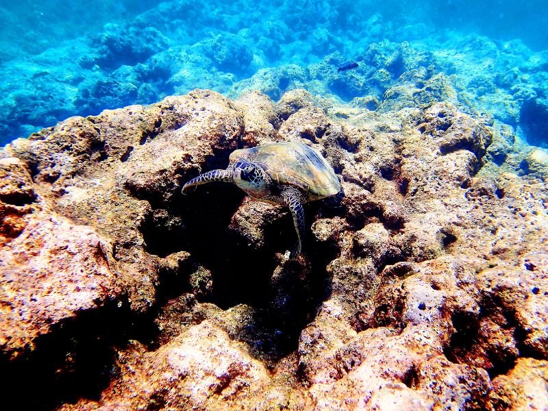 Snorkel in Kauai